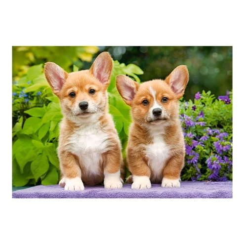 Пазл Castorland Welsh Corgi Puppies, 1000 элементов купить в Кишиневе