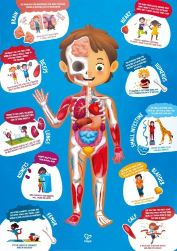 Puzzle Hape Corpul uman în cutie, 10 elemente cumpăra în Chișinau