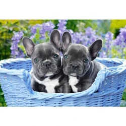 Пазл Castorland French Bulldog Puppies, 1000 элементов купить в Кишиневе. Фото 2